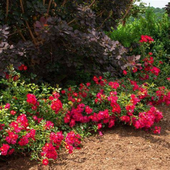 Do drift roses need full sun?