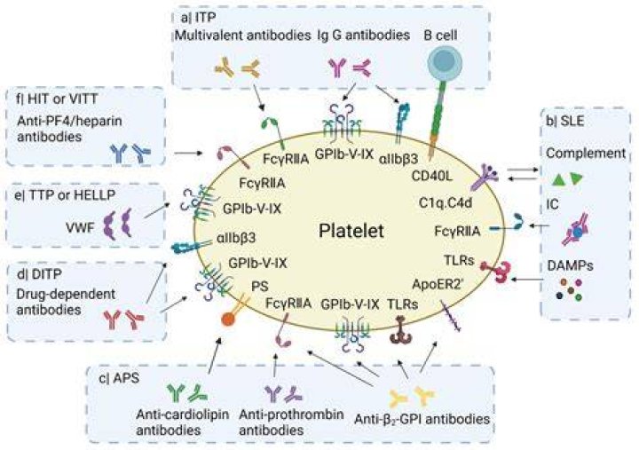 Has a role in platelet aggregation?