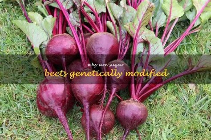 How has sugar beets been genetically modified?