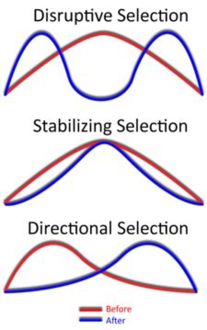 In disruptive selection over time?