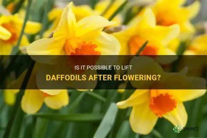 Should daffodils be lifted?