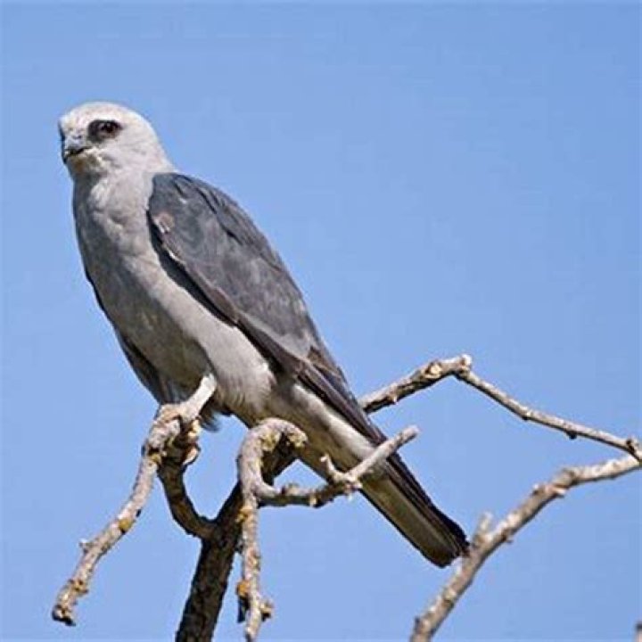 What do kites eat?