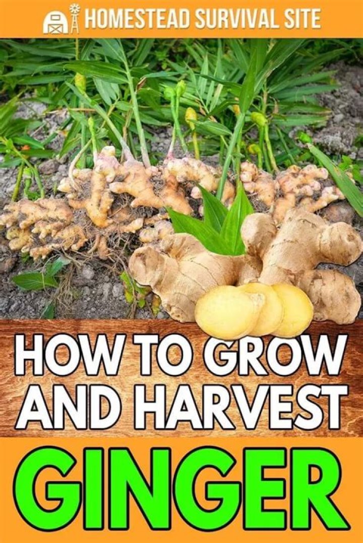 When to harvest ginger?