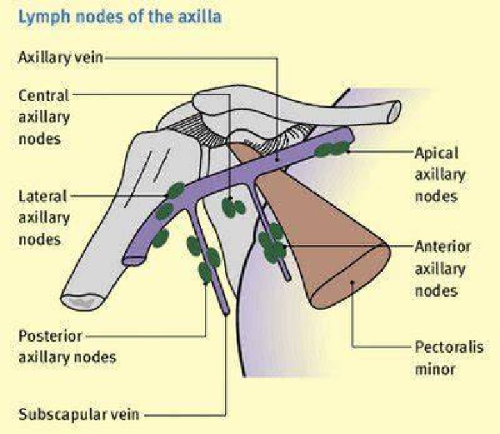 Where axillary lymph nodes?
