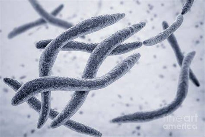 Where does fusobacterium come from?