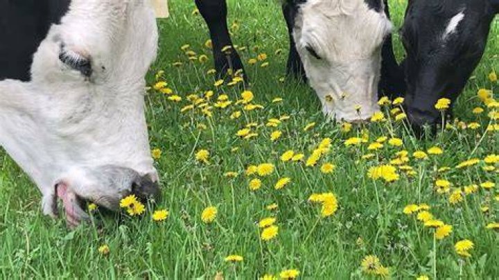 Will cows eat wiregrass?